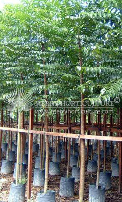 Azadirachta Excelsa